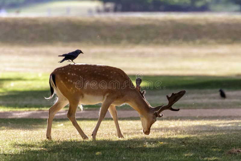 Fallow Deer (Dama dama) stock photos Fallow Deer (Dama dama) stock photos