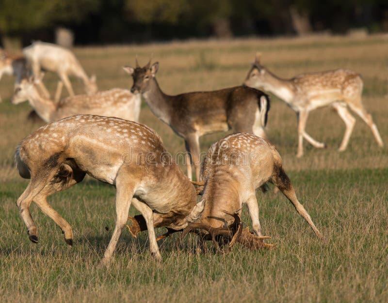 Fallow Deer Dama dama Stags Rutting