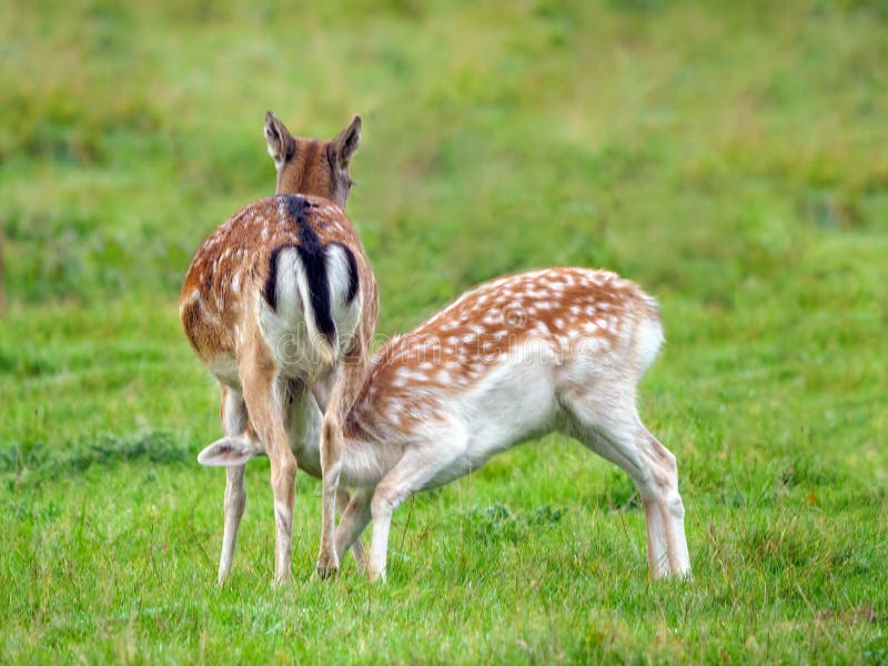 Fallow Deer Doe Feeding Her Offspring. Stock Image - Image of parkland ...