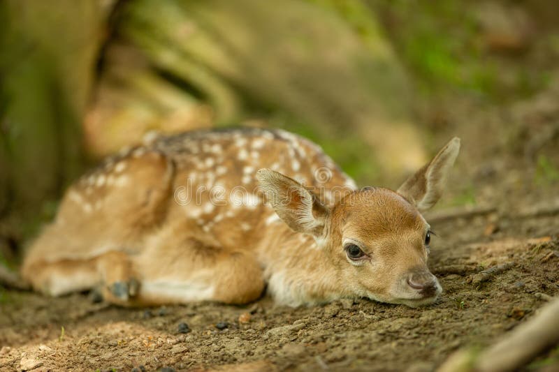 Fallow Deer Fawn Lying on the Ground Stock Photo - Image of mimicry ...