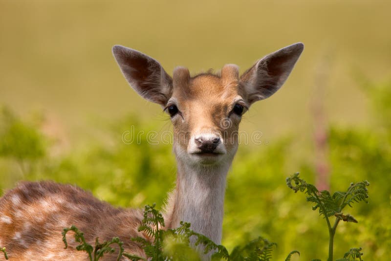 Fallow Deer & Ferns