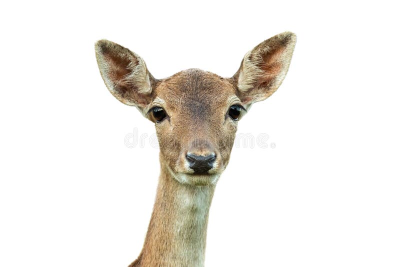 Fallow deer head looking to the camera isolated on white background.