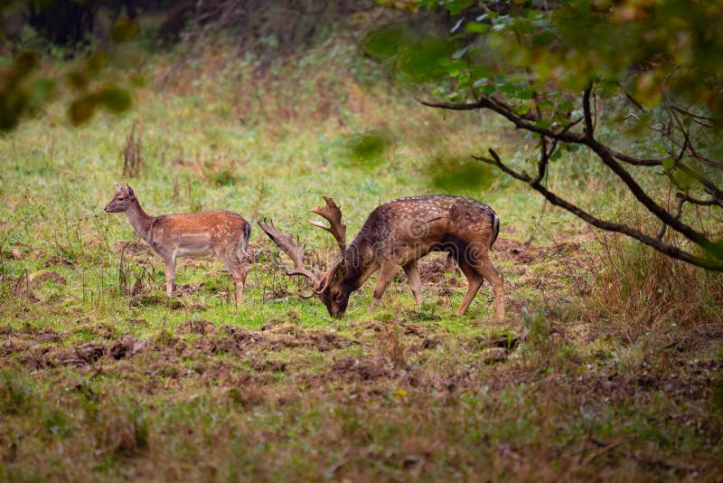 Fallow deer male dama dama in autumn forest.