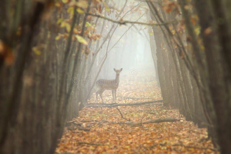 Fallow deer in misty forest