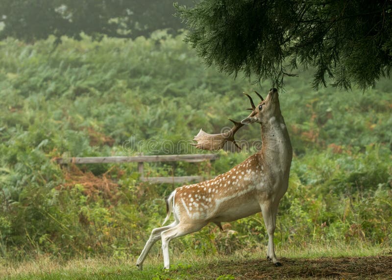 Fallow deer reaching up to eat tree