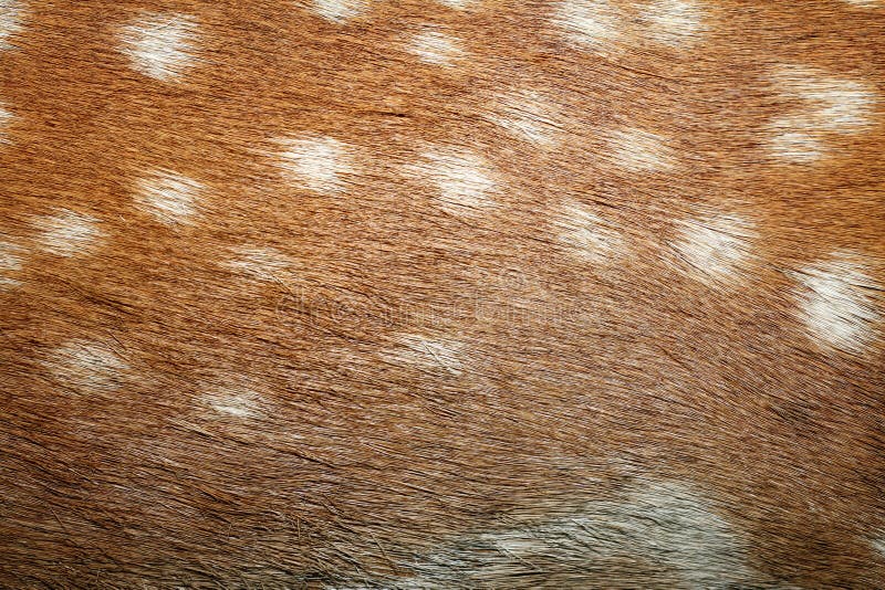 Fallow deer spots on fur stock image. Image of brown 37841771