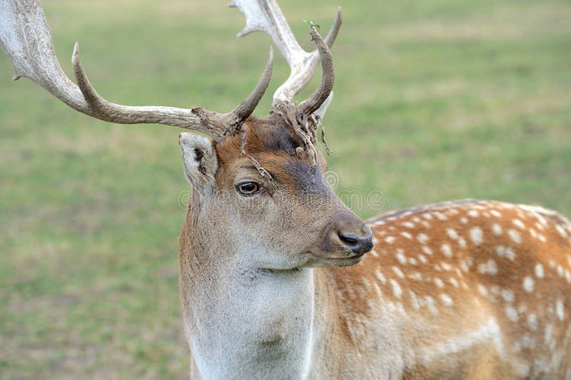 Fallow deer