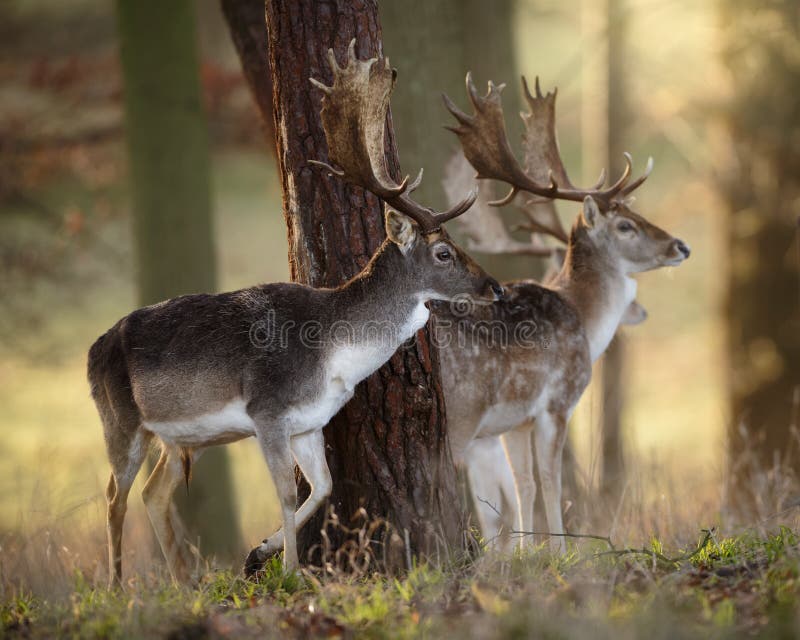 Fallow Deer Stags in Wood stock photos Fallow Deer Stags in Wood stock photos