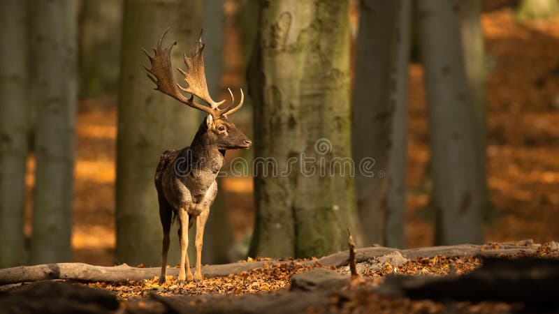 Fallow deer standing in woodland and looking around in autumn rutting season