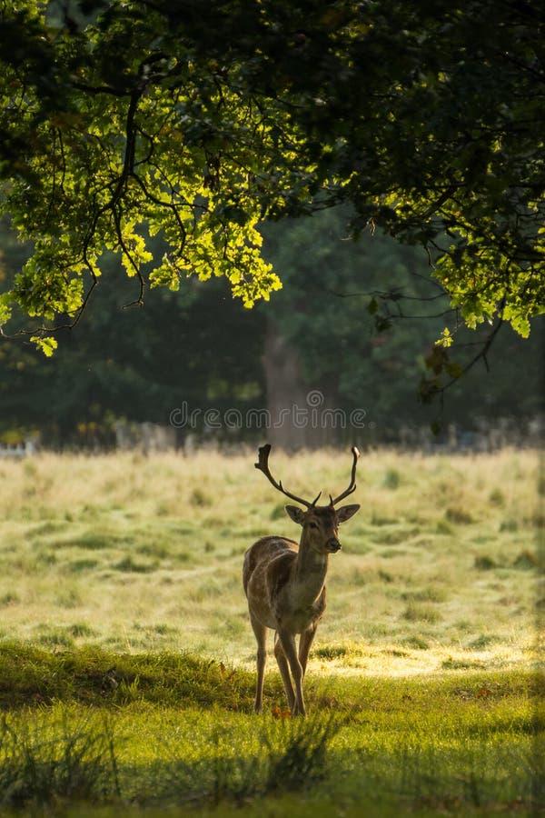 Fallow Deer. stock photo. Image of autumn, buck, forest 78736142