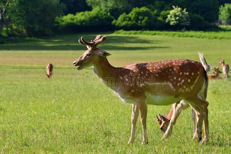 Fallow - fallow deer. (Dama dama ) Beautiful natural background with animals. Forest Czech Republic - Europe.