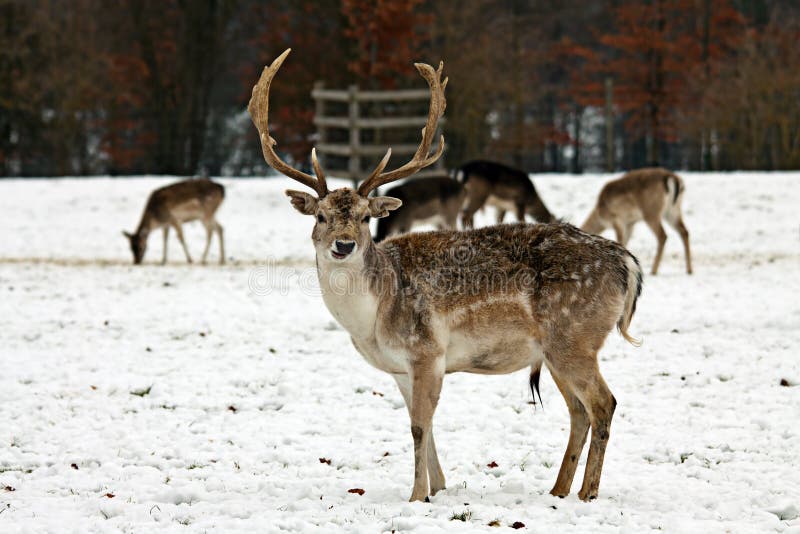 Fallow Stag