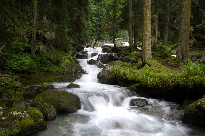 Falls in wood, the mountain river