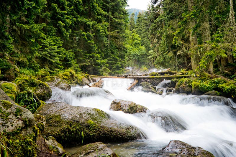 Falls in wood, the mountain river