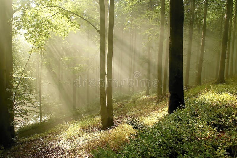 fallskogen rays suntrees fotografering för bildbyråer fallskogen rays suntrees fotografering för bildbyråer