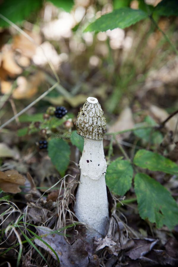 Fallusa impudicus, znać colloquially jako pospolity stinkhorn obrazy stock Fallusa impudicus, znać colloquially jako pospolity stinkhorn obrazy stock