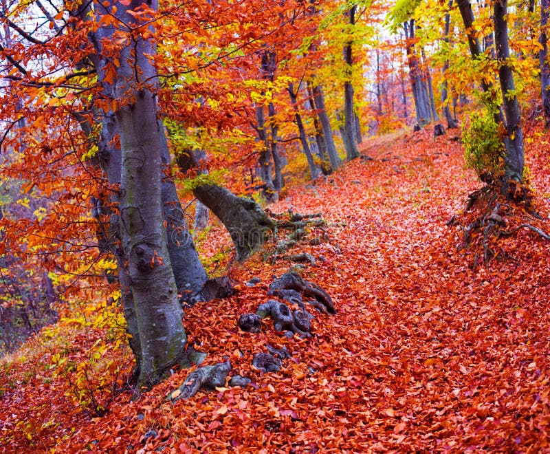Fallwaldfarben stockfotos