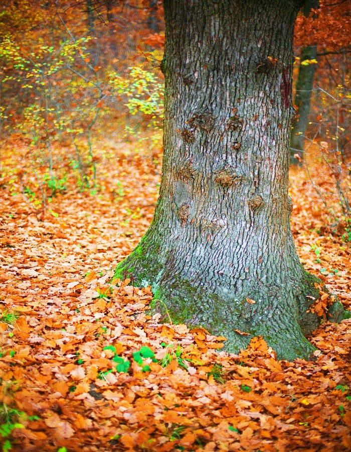 Fallwaldfarben lizenzfreies stockbild