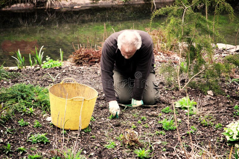 Falmouth, Cornwall, UK - April 12 2018: Mature man with grey hair weeding while gardening in a flower bed near a small stream