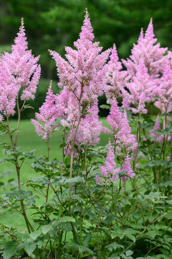 False spirea Astilbe x arendsii, a plant in the saxifrage family Saxifragaceae. High resolution botanical stock photo of inflorescence of a wildflower botanical flora rarity, cultivar, variety or hybrid, endemic in natural habitat. False spirea Astilbe x arendsii, a plant in the saxifrage family Saxifragaceae. High resolution botanical stock photo of inflorescence of a wildflower botanical flora rarity, cultivar, variety or hybrid, endemic in natural habitat.