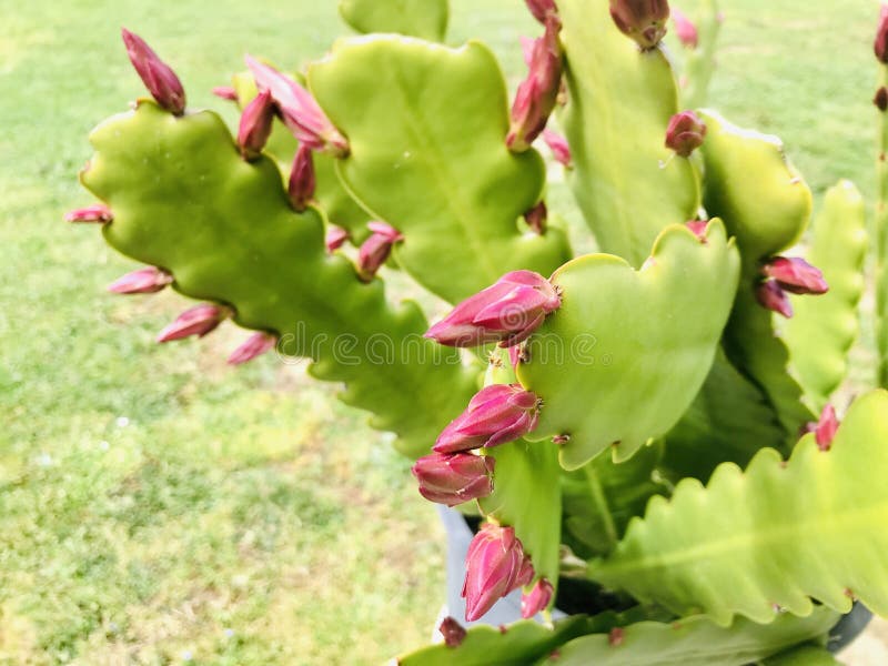 Flor Falsa Do Cacto De Natal Foto de Stock - Imagem de jardinar, usina:  142477374