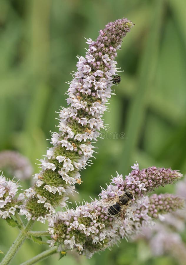 Falsche AppleMinze Mentha X Rotundifolia Stockbild Bild von blume