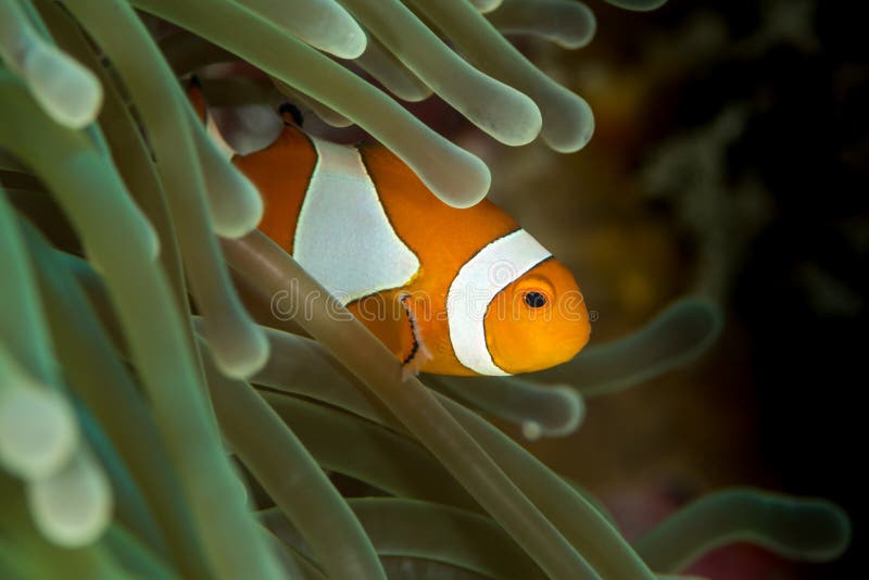 Falscher Clown Anemonenfisch Clownfisch lizenzfreies stockfoto