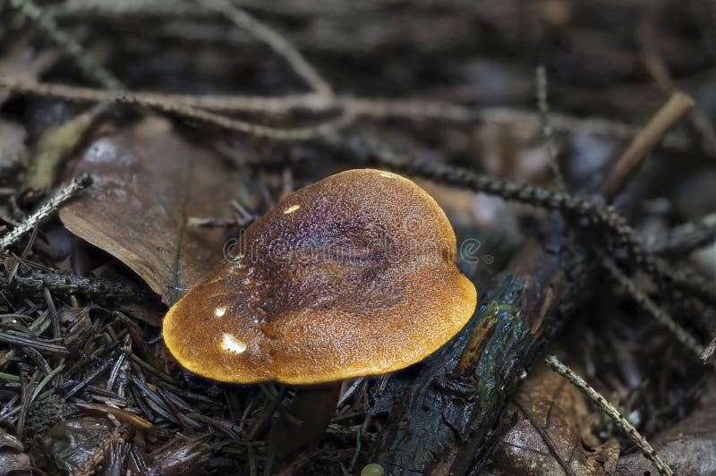 Fake Mushrooms Small Garden Stock Photo 662684695