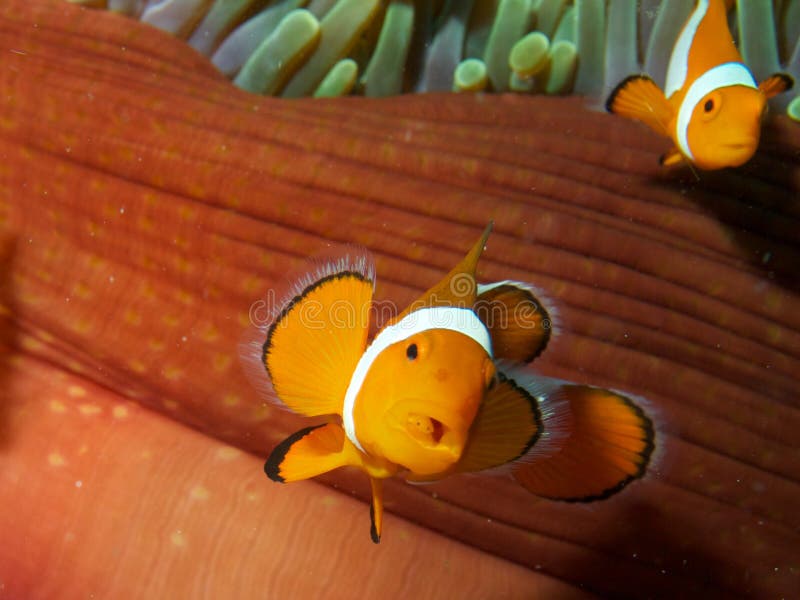False Clown Fish with Tongue Biter Isopod stock image False Clown Fish with Tongue Biter Isopod stock image