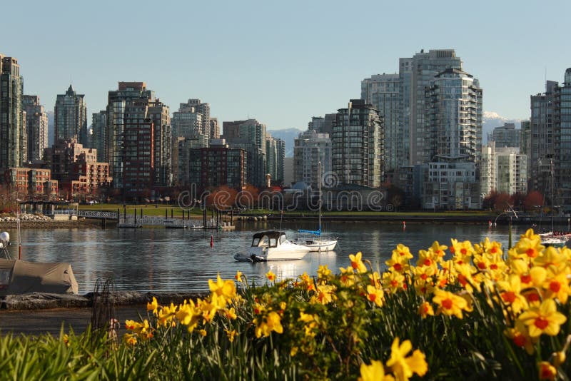 False Creek Daffodil View, Vancouver Stock Photo Image of