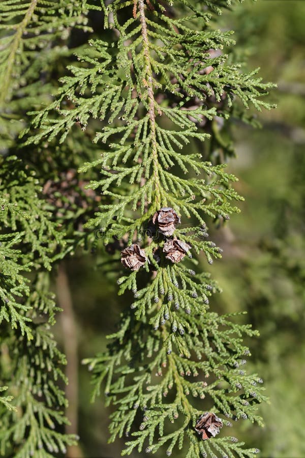 False cypress stock image. Image of orford, branch, port 267140819