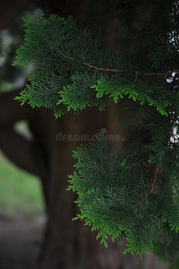 False Cypress close-up