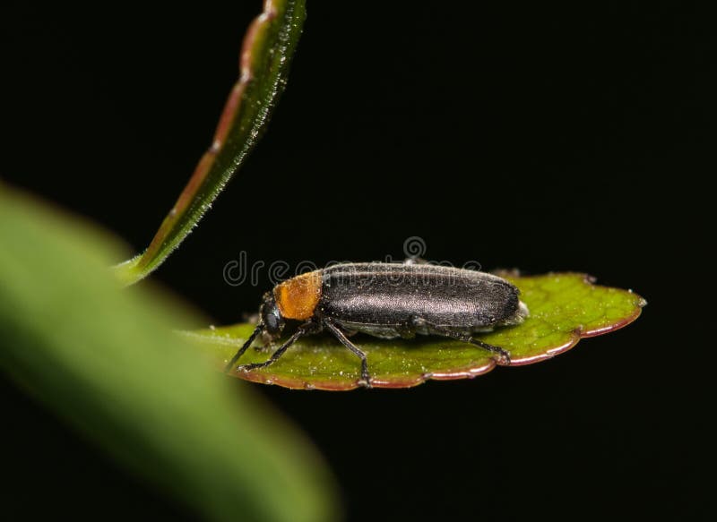 False Darkling Beetle (Osphya Varians) on Leaf Night. Stock Photo