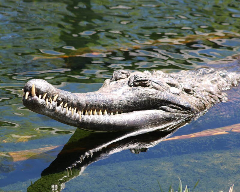 False Gharial crocodile royalty free stock image False Gharial crocodile royalty free stock image