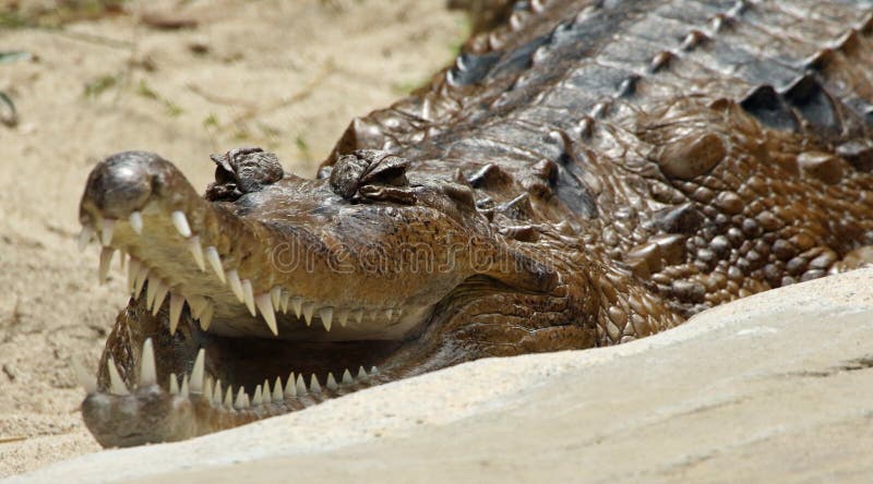 False Gharial