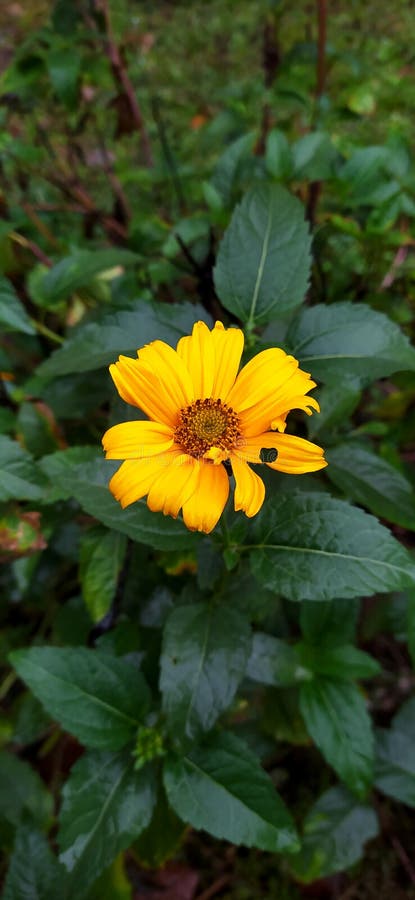 Falso Girasol Al Sol. Flores De Heliopsis Cerradas En Verano Soleado. Flor  De Sol Brillante Amarillo Imagen de archivo - Imagen de frecuentado,  brillante: 230833483