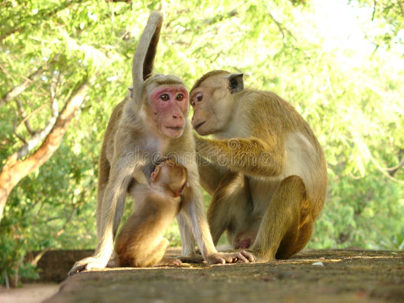 Macacos Bonitos, Macaco Engraçado Foto de Stock - Imagem de feio, cena:  73538030