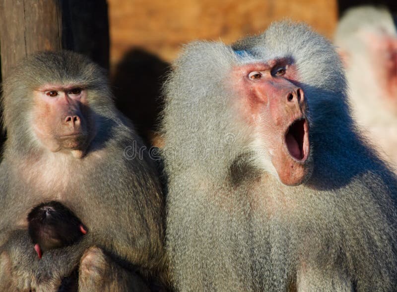 Macacos engraçados imagem de stock. Imagem de comer, quente - 66052971