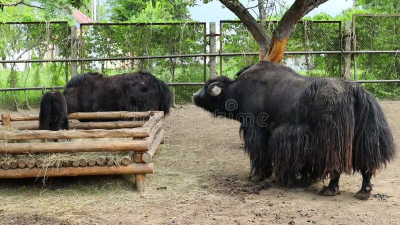 Família Joga Xadrez Com Peças Gigantes Durante As Férias De Verão No Hotel.  Video Estoque - Vídeo de batalha, filha: 276881765