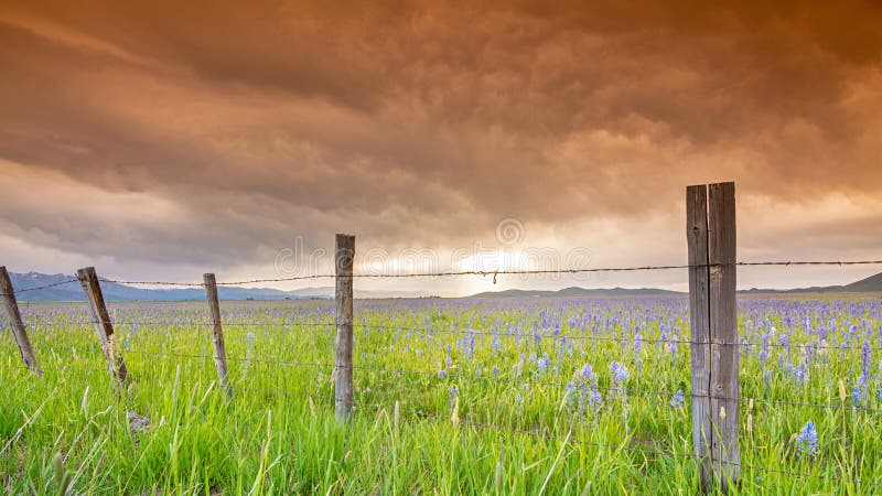 Famers fence and field of flowers under orange sky