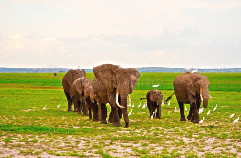 Famiglia degli elefanti sul safari in Amboseli immagini stock libere da diritti Famiglia degli elefanti sul safari in Amboseli immagini stock libere da diritti