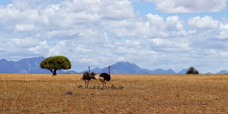 Famiglia degli struzzi in Africa fotografia stock Famiglia degli struzzi in Africa fotografia stock