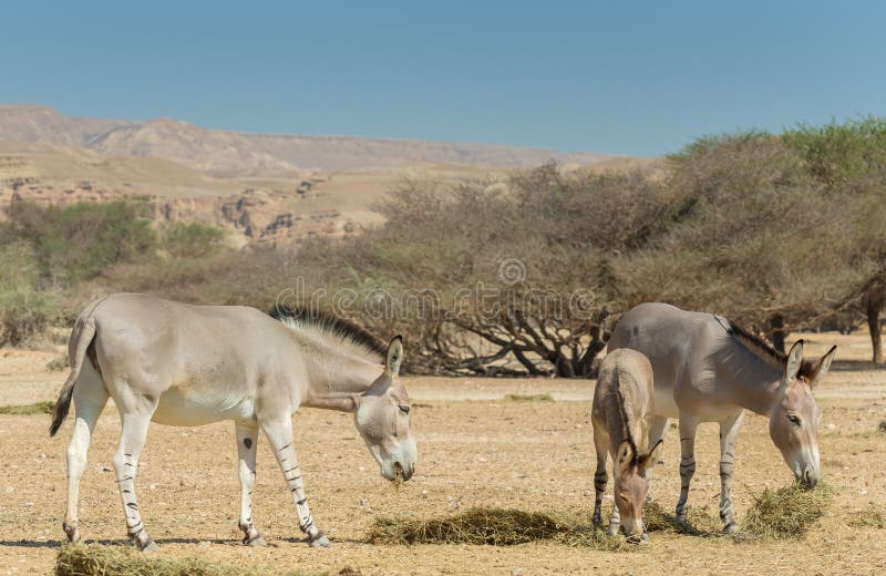 Famiglia del africanus selvaggio somalo di equus dell'asino nella riserva naturale vicino ad Eilat, Israele immagini stock Famiglia del africanus selvaggio somalo di equus dell'asino nella riserva naturale vicino ad Eilat, Israele immagini stock