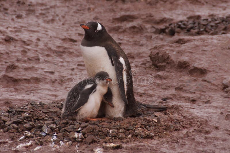Famiglia del pinguino di Gentoo immagini stock Famiglia del pinguino di Gentoo immagini stock