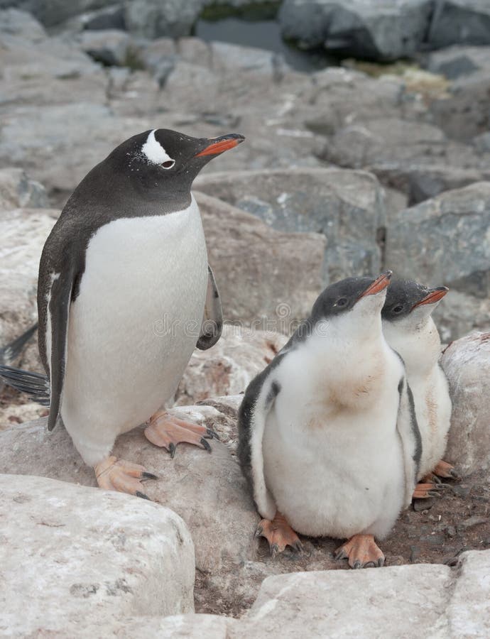 Famiglia del pinguino di Gentoo nel nido nelle scogliere. immagine stock libera da diritti Famiglia del pinguino di Gentoo nel nido nelle scogliere. immagine stock libera da diritti
