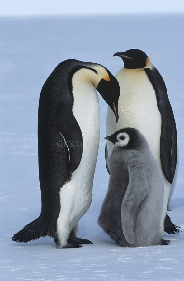 Famiglia del pinguino di imperatore della baia di Atka del mare dell'Antartide Weddel immagine stock