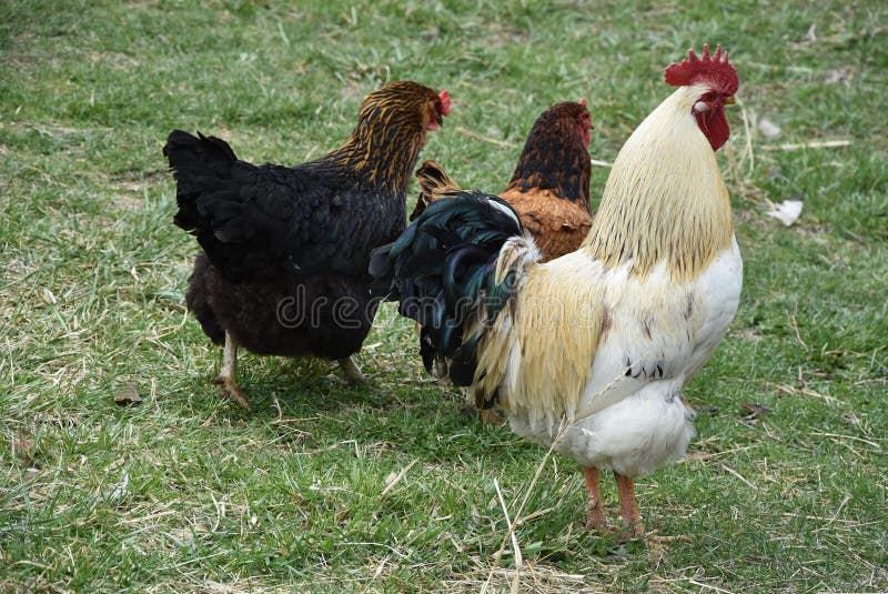 Famiglia del pollo su erba fotografia stock Famiglia del pollo su erba fotografia stock
