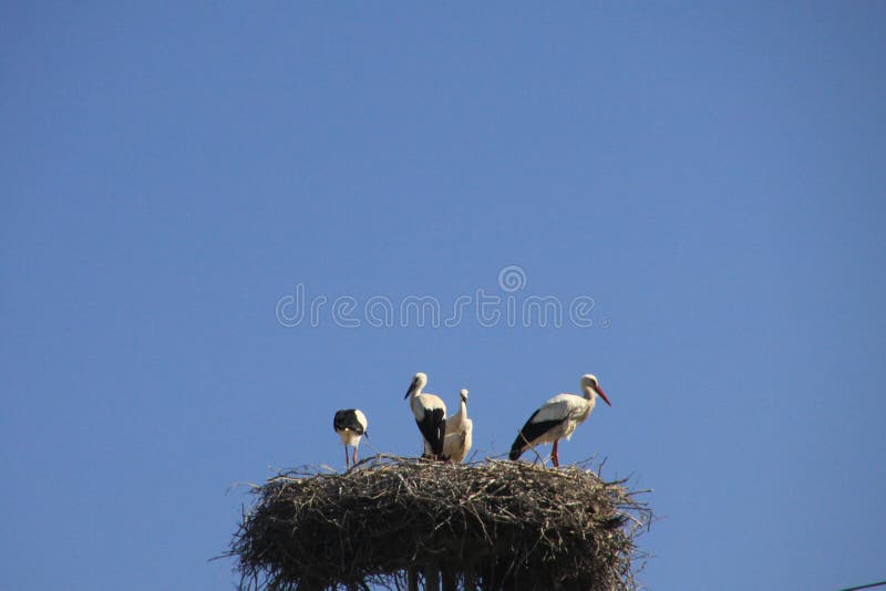 Famiglia della cicogna che vive nel nido sul palo elettrico contro il cielo blu in Andalusia, Spagna fotografie stock Famiglia della cicogna che vive nel nido sul palo elettrico contro il cielo blu in Andalusia, Spagna fotografie stock