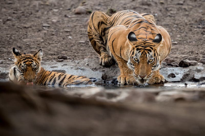 Famiglia della tigre ad una bella luce nell'habitat della natura del parco nazionale di Ranthambhore fotografia stock libera da diritti Famiglia della tigre ad una bella luce nell'habitat della natura del parco nazionale di Ranthambhore fotografia stock libera da diritti