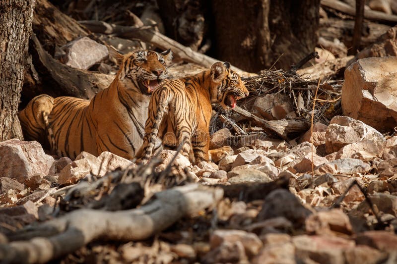 Famiglia della tigre ad una bella luce nell'habitat della natura del parco nazionale di Ranthambhore fotografia stock Famiglia della tigre ad una bella luce nell'habitat della natura del parco nazionale di Ranthambhore fotografia stock